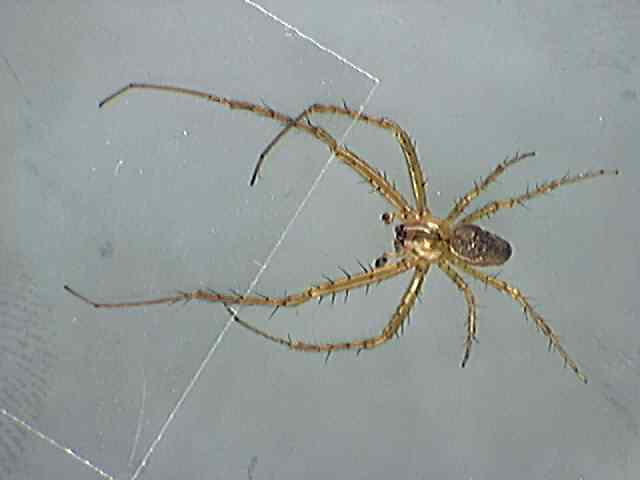 Spider 15